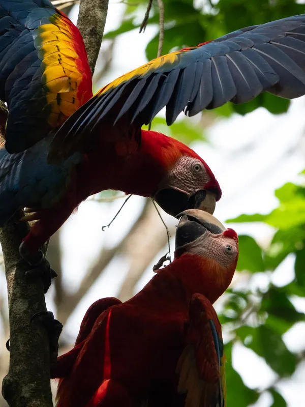 Rescate, Costa Rica