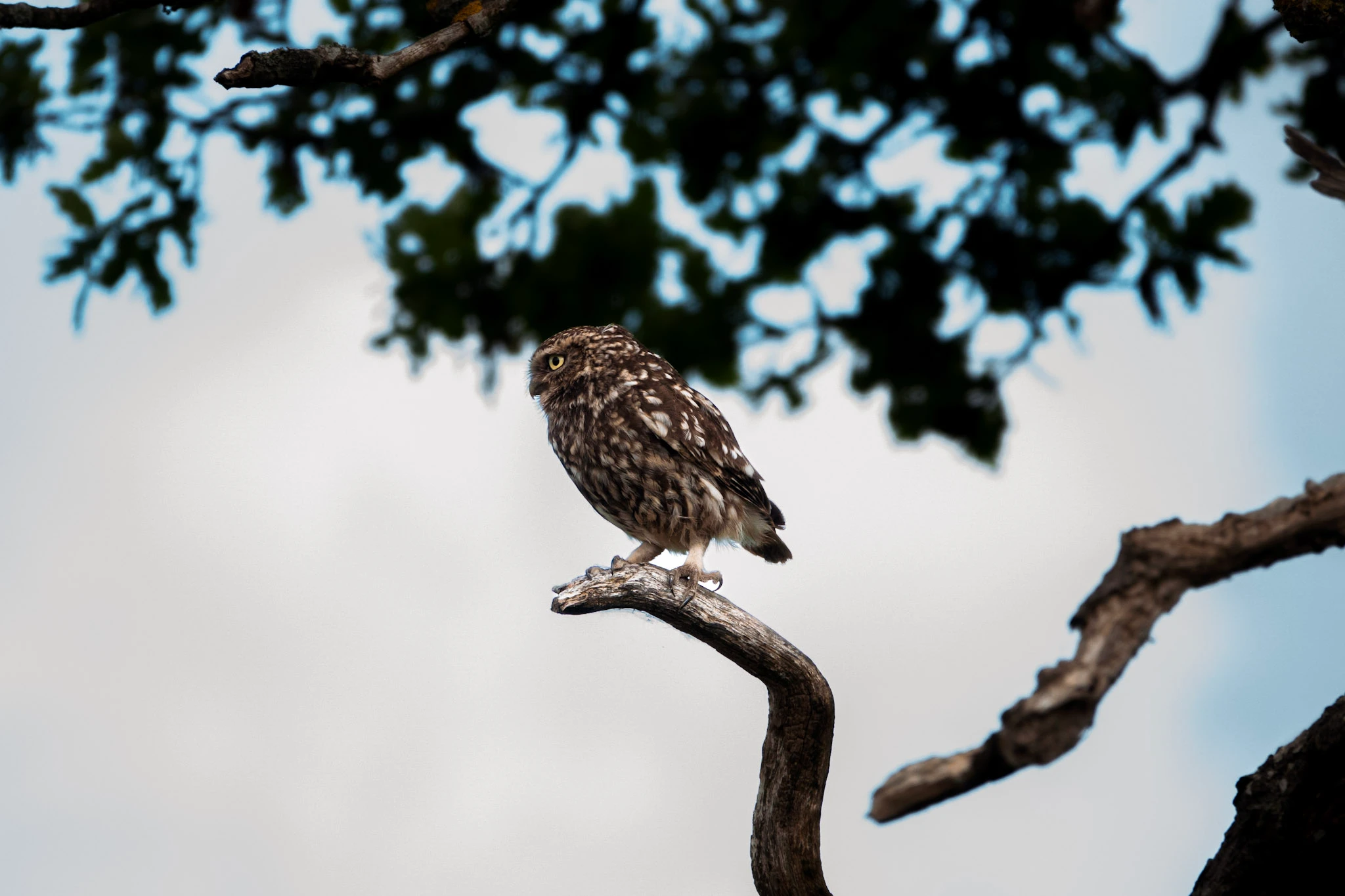 cover for Videography