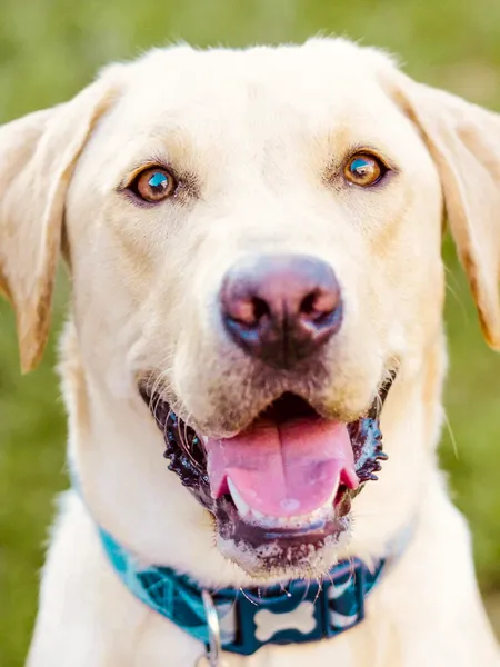 Pet Photo Shoot