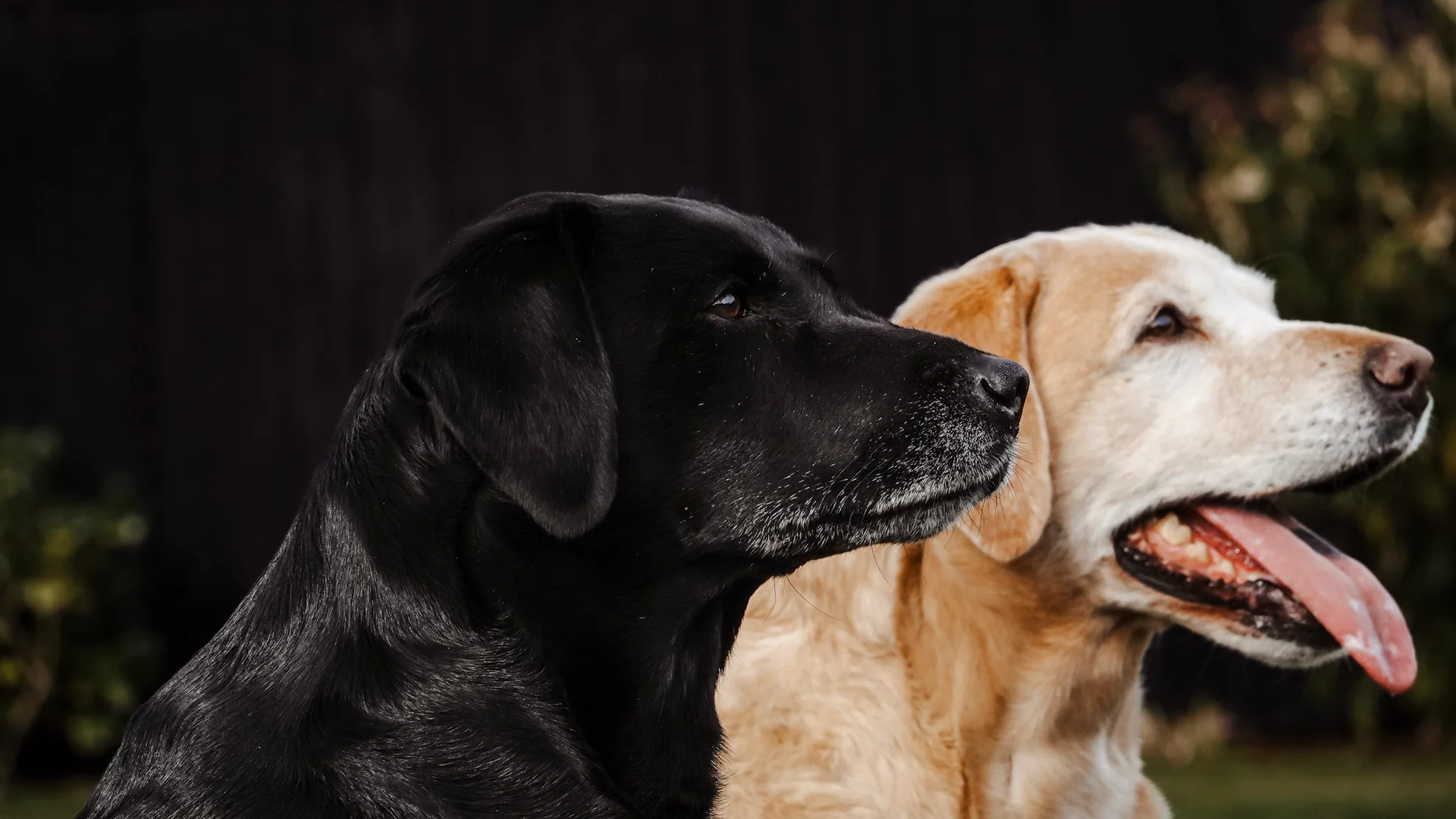 Picture of some nice doggos