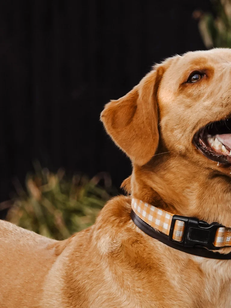 Picture of Paige, the best and happiest dog